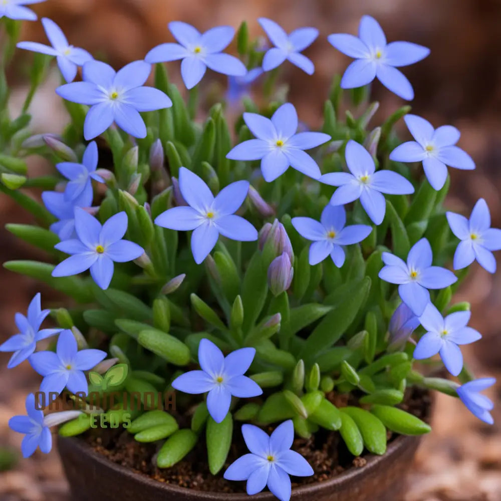 Bluets Houstonia Flower Seeds for Planting