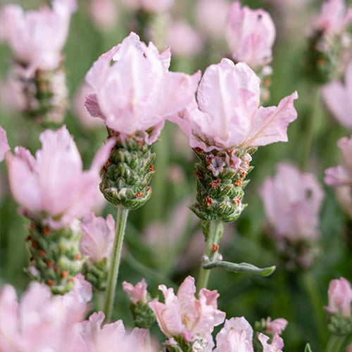 blush pink lavender seeds for garden planting