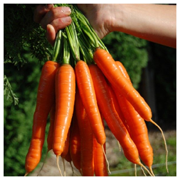 Mature Bolero Carrot Plant, Sweet and Crisp Hybrid Variety