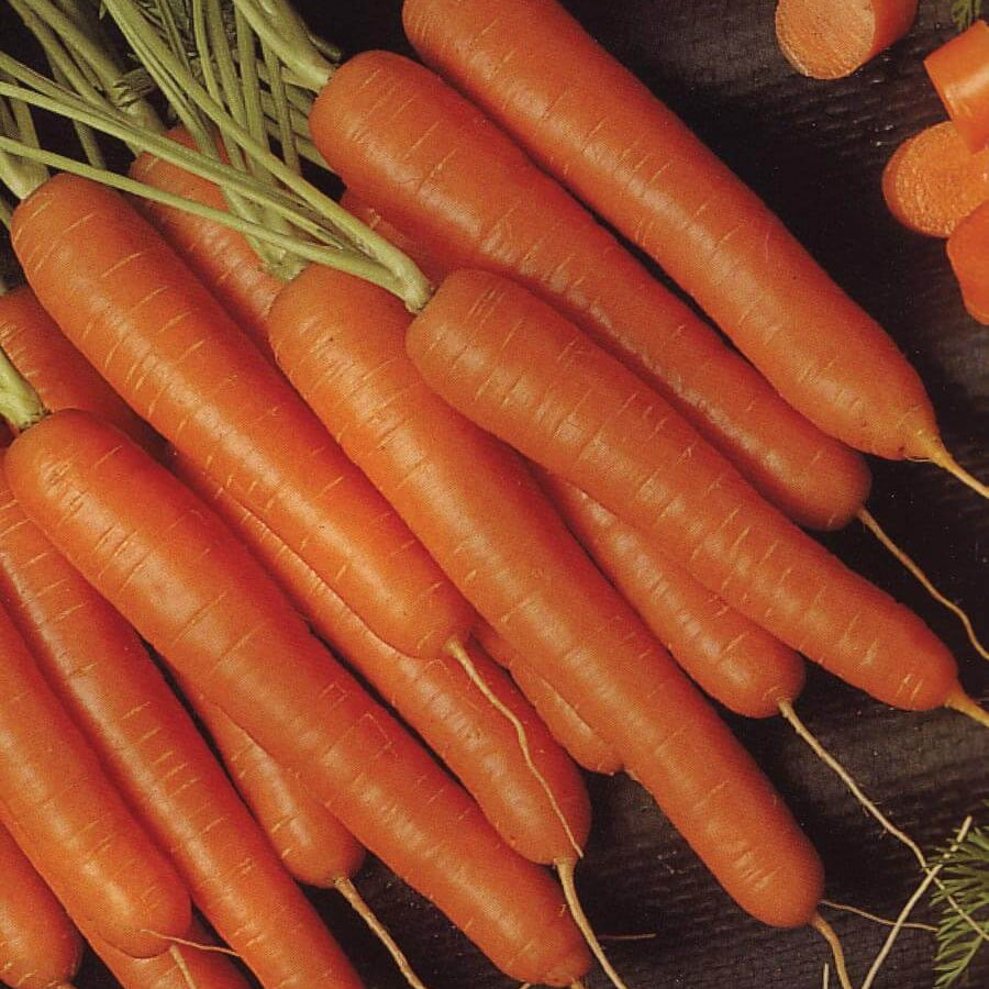 Bolero Carrot Seedlings, Easy-to-Grow Hybrid Garden Carrots