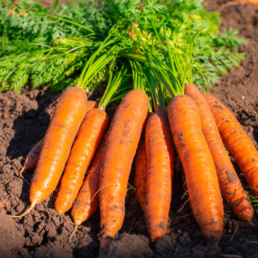 Bolero Carrot Seeds for Planting, Premium Hybrid Sweet Crisp Carrots