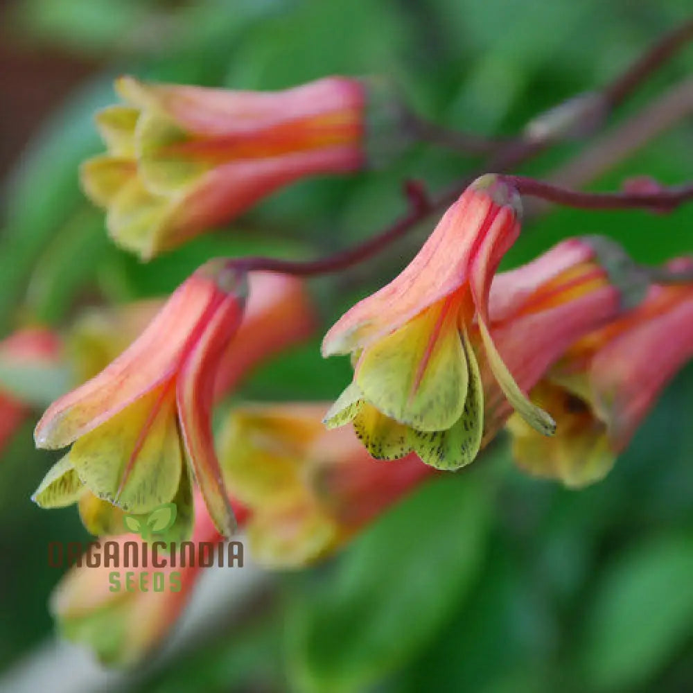 Bomarea Hirtella Flower Seeds for Planting Ornamental Vine