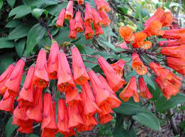 Bomarea Salsilla Seeds for Lush, Decorative Garden Landscapes