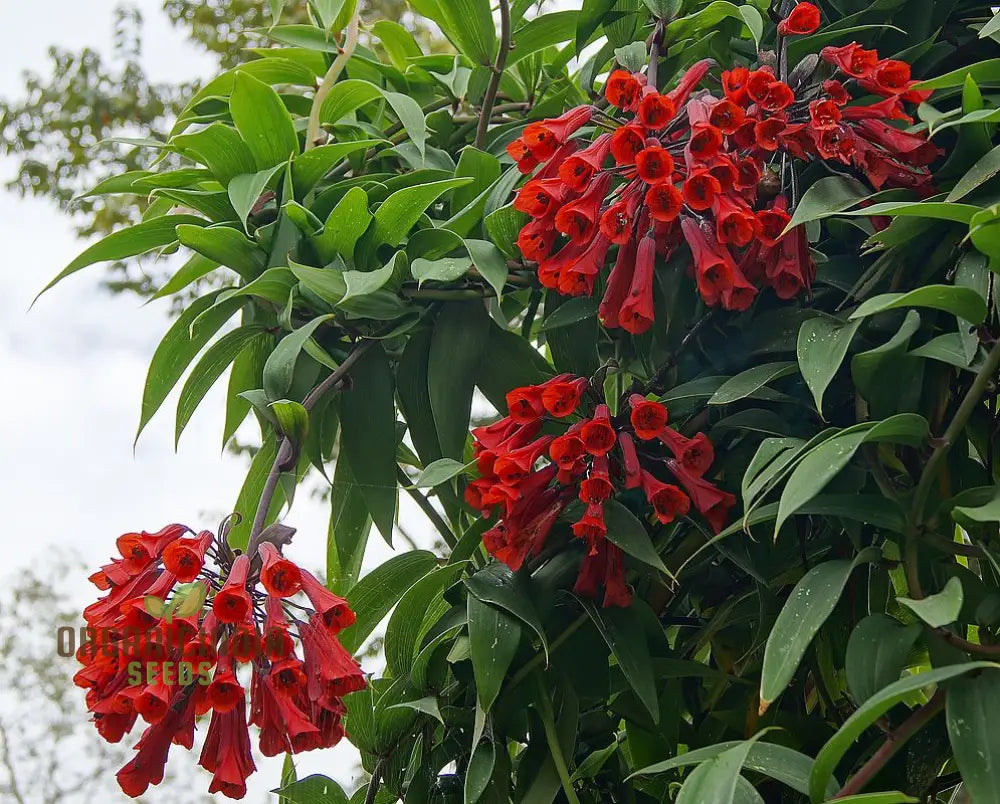 Bomarea Salsilla Seeds for Exotic Colorful Summer Blossoms