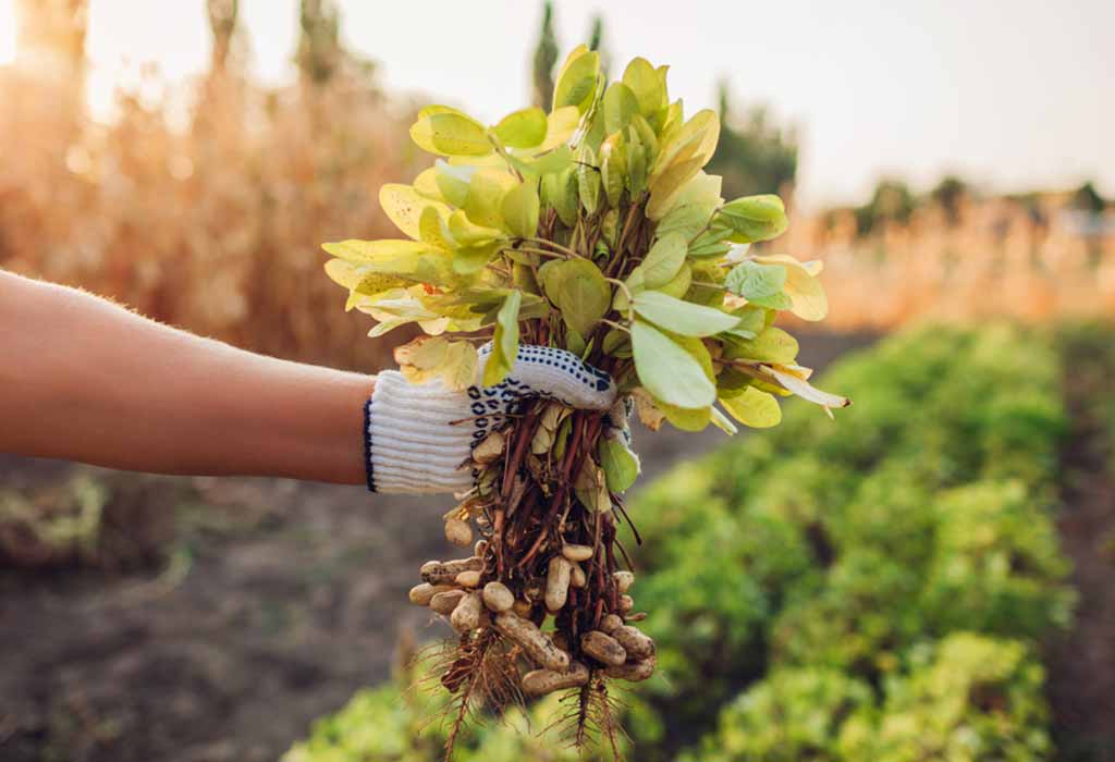 Bonsai Peanut Seedling in Container, Easy-to-Grow Miniature Peanut Plant