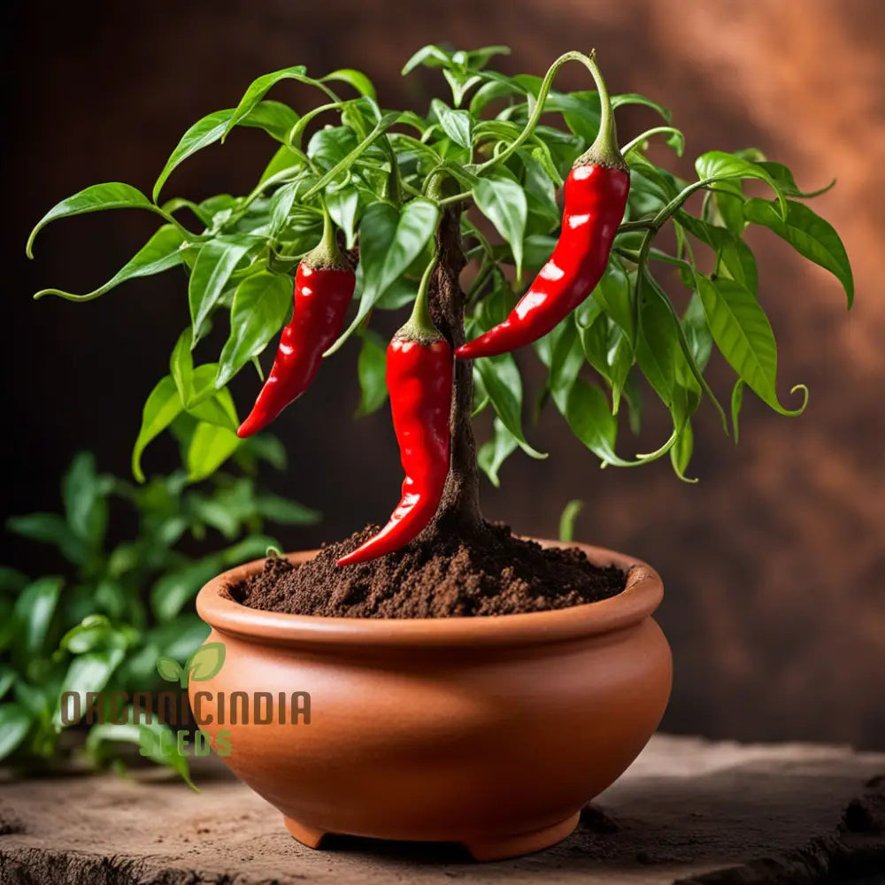 Bonsai Trinidad Moraga Scorpion Chilli Seeds for Planting, Non-GMO Chilli