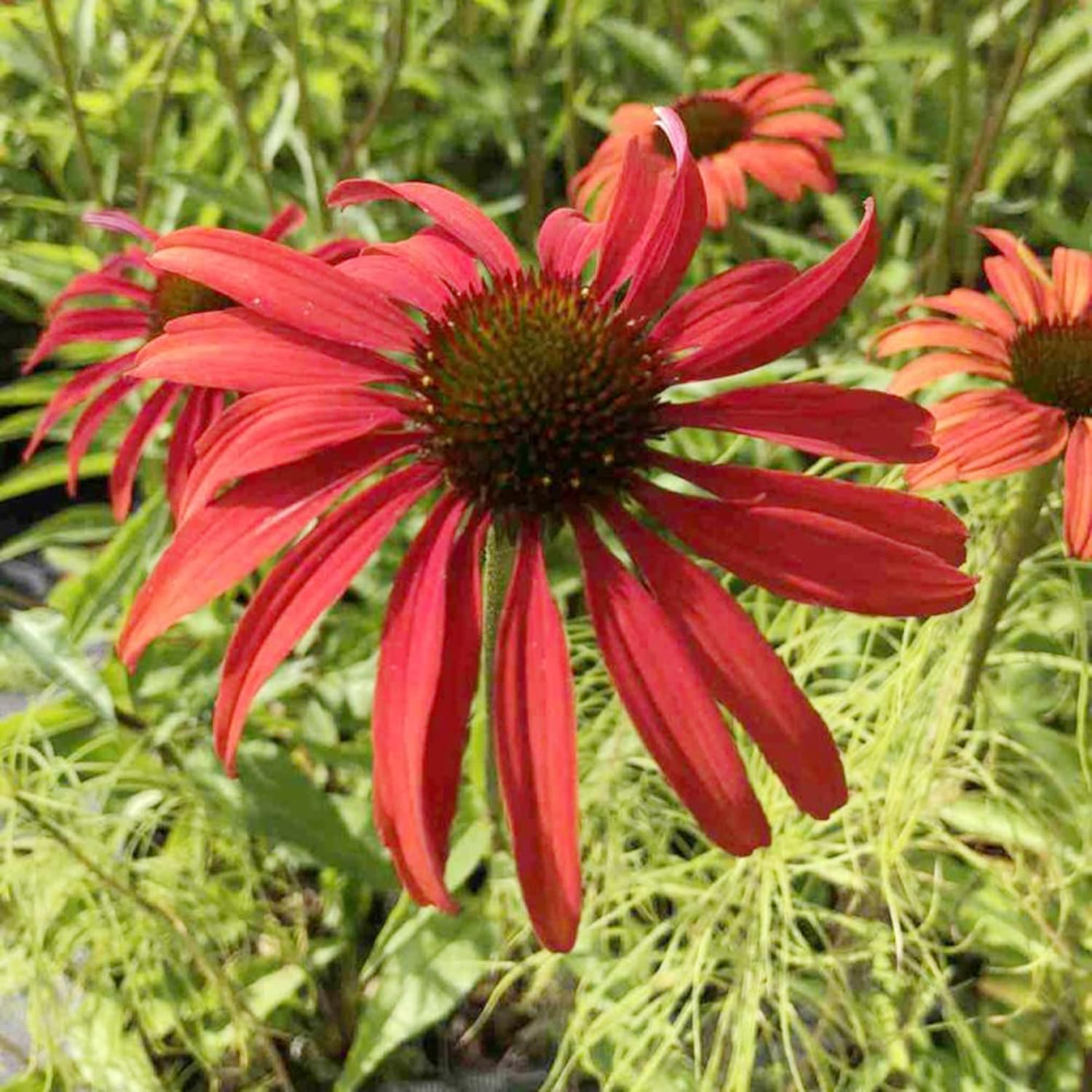 Border Echinacea seeds for landscape and prairie gardens