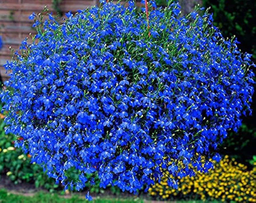 Easy grow lobelia seeds brilliant blue cool-season blooms
