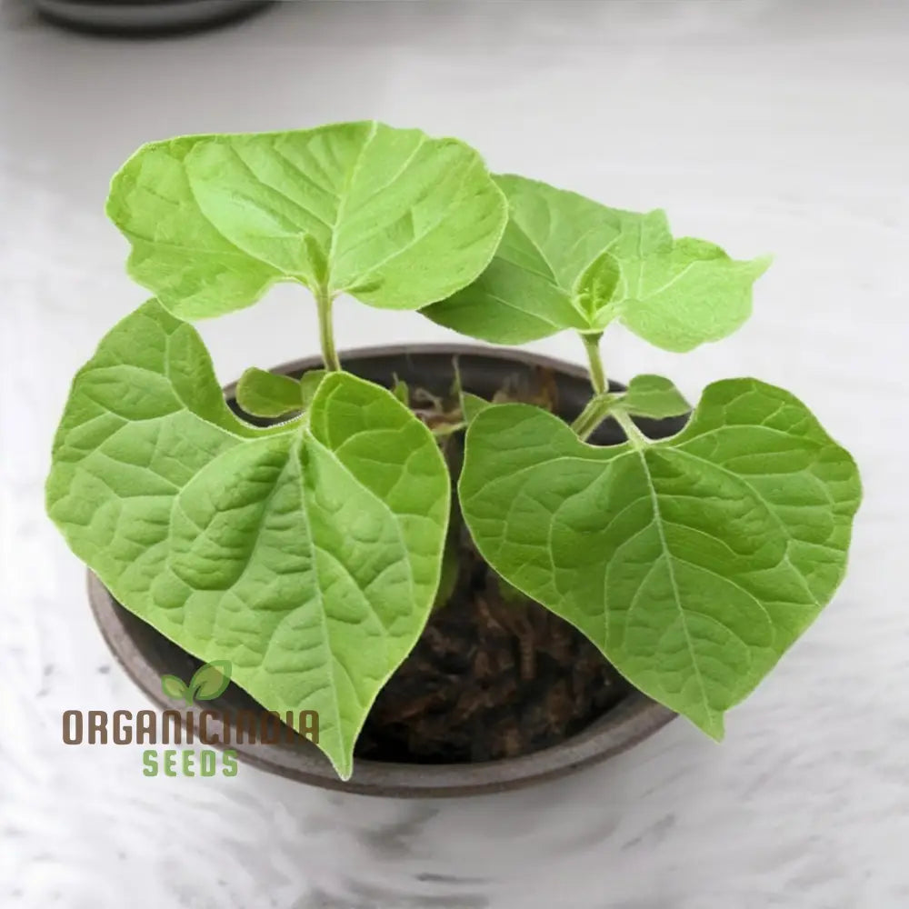 Harvested Borlotti Beans from Garden, Nutritious and Flavorful