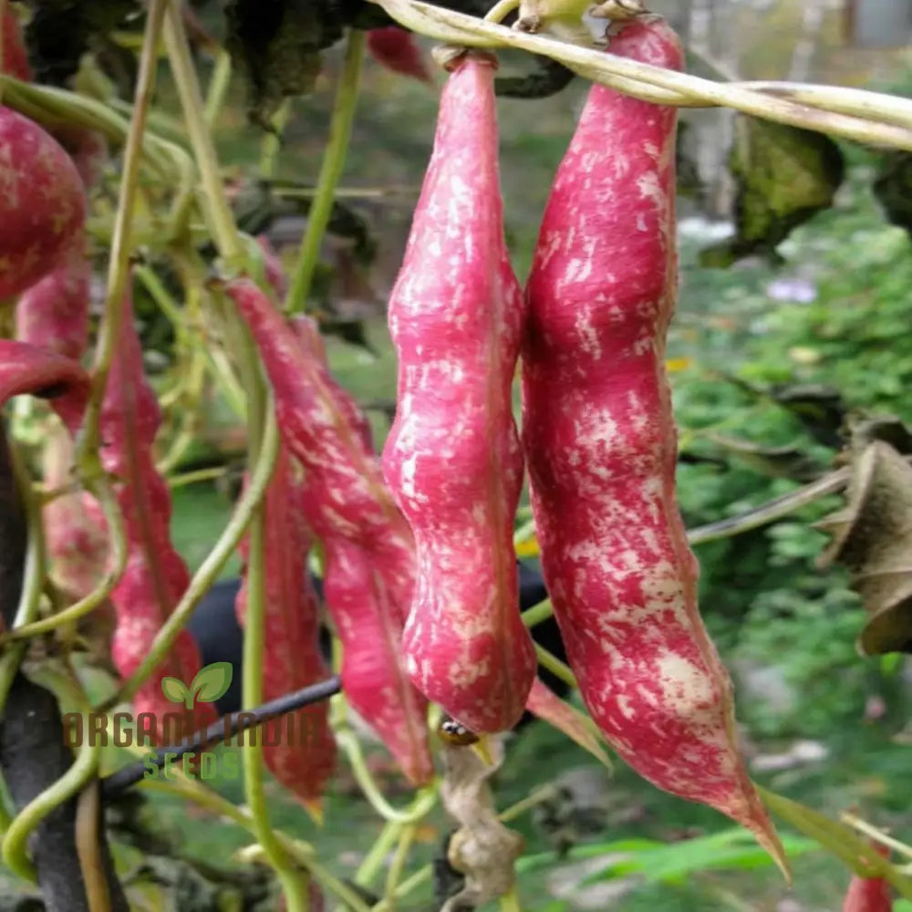Borlotti Bean Plant Growing in Garden, Easy-to-Grow Vegetable