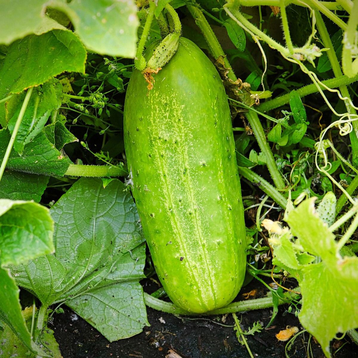 Boston Pickling Cucumber Seeds – Heirloom Non-GMO Variety for Home Gardens
