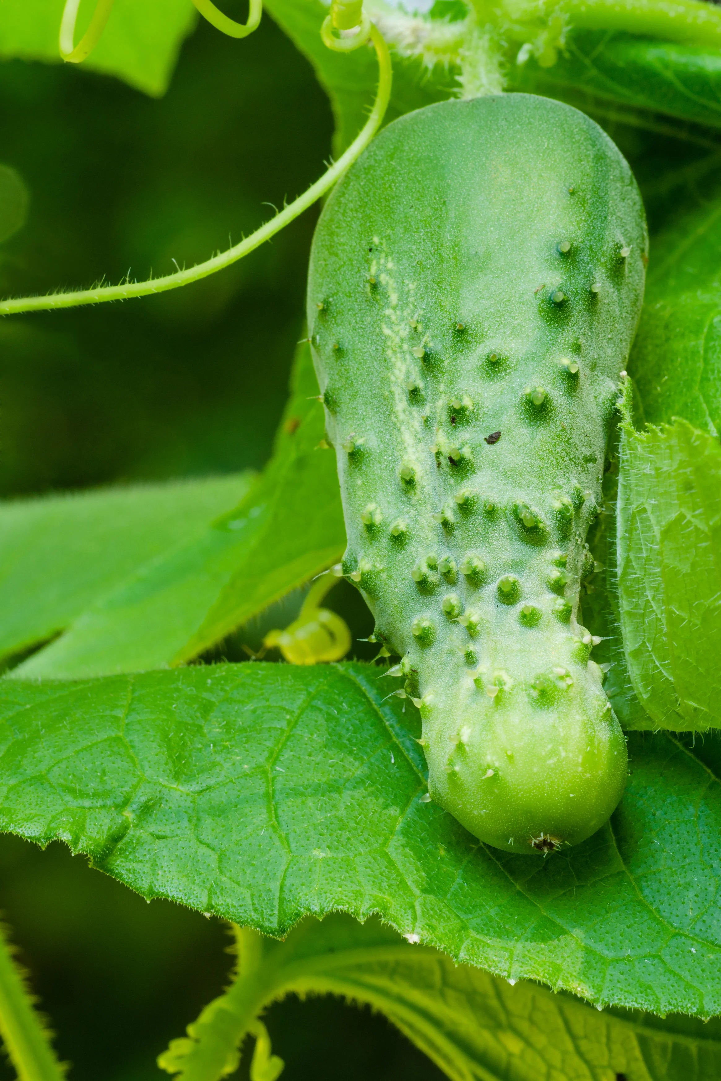 Freshly Harvested Boston Pickling Cucumbers from Seeds, Ideal for Pickling & Eating