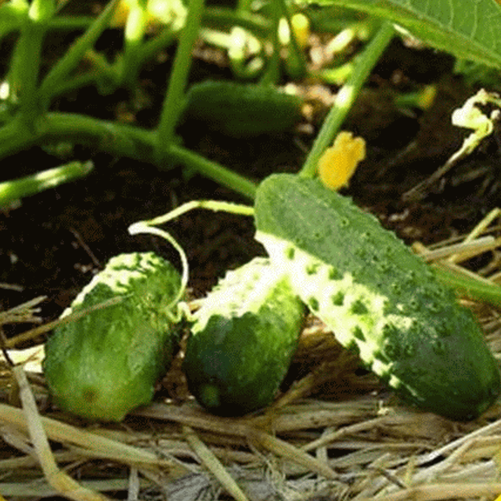 Boston Pickling Cucumber Seedling for Home Garden, Easy-to-Grow Heirloom Seeds