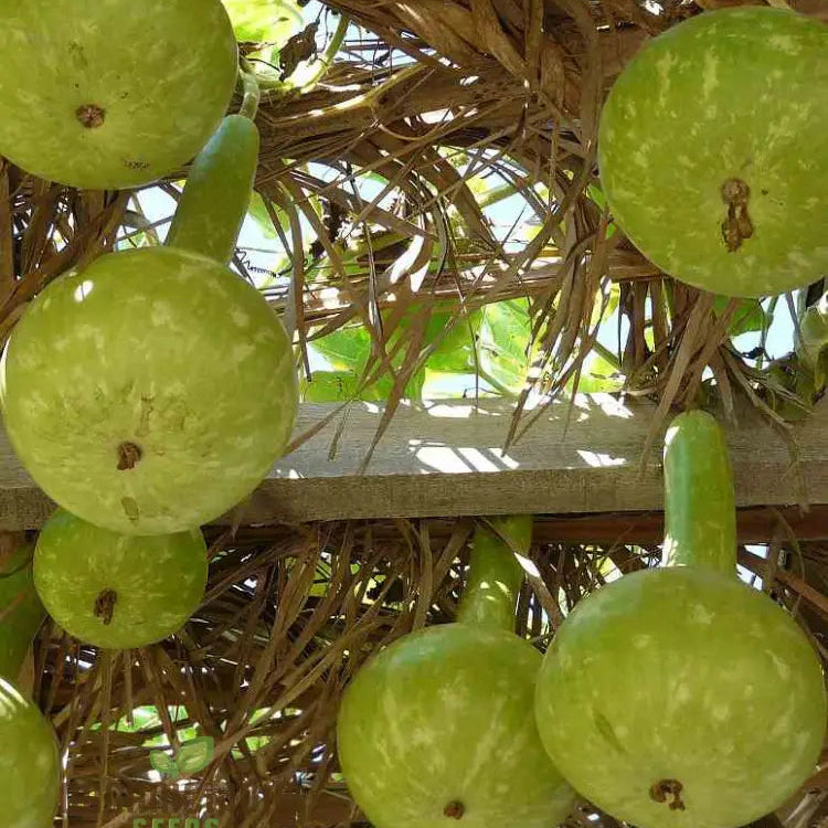 Bottle Gourd Desi-Spinning Top (Lattu) Shape Seeds - Planting Guide Included Rare And Unique
