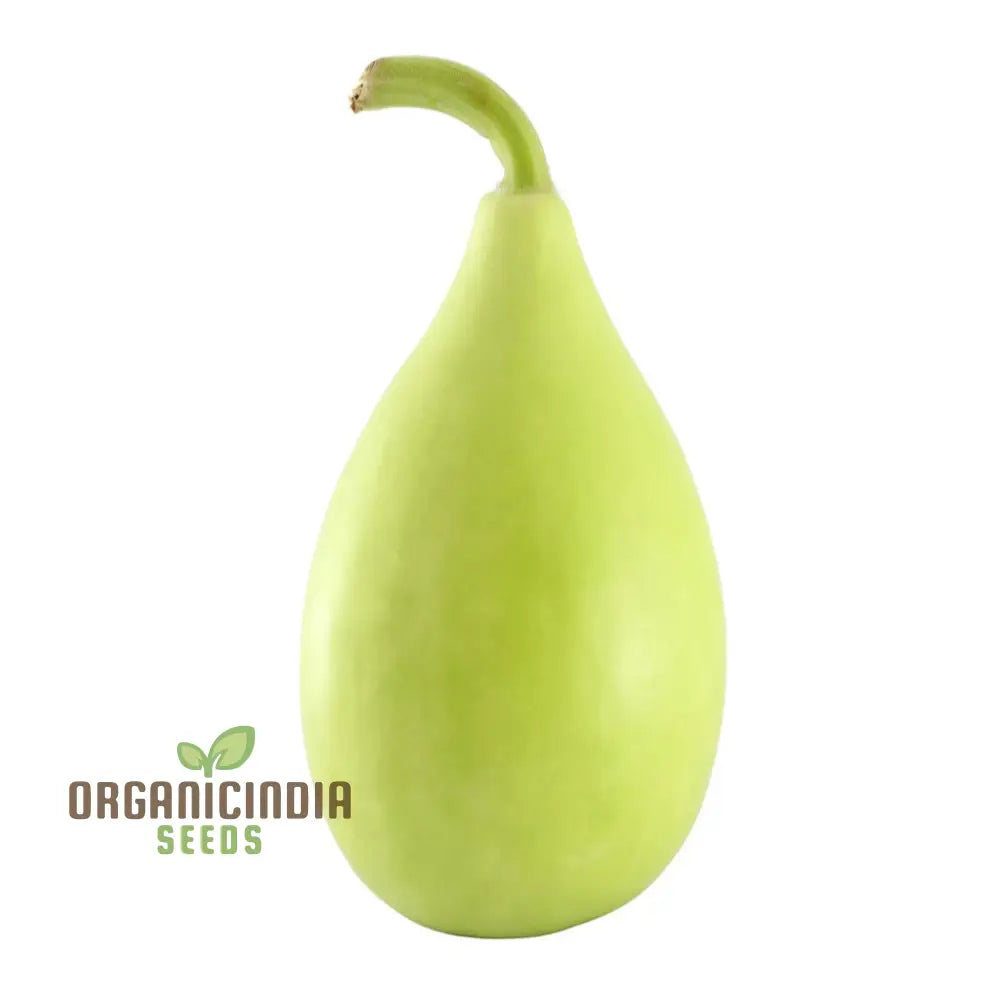 Mature F-1 Pot Shaped Bottle Gourd Plant from Seeds, Vigorous Vine Vegetable