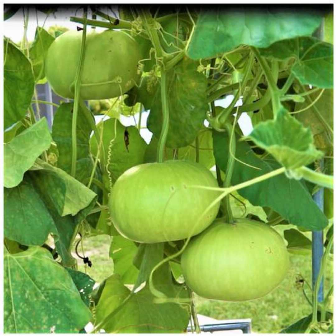 Fresh Round Bottle Gourds from Seeds, Nutritious Garden Vegetables