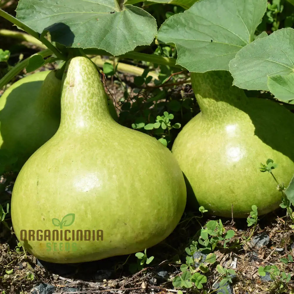 Kobu Bottle Gourd Plants in Home Garden, Vegetable Garden Seeds