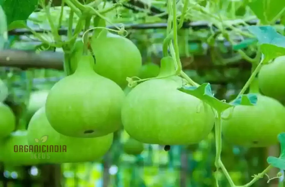 Unique Bottle Gourd Desi Lattu Fruits from Seeds, Rare Garden Variety