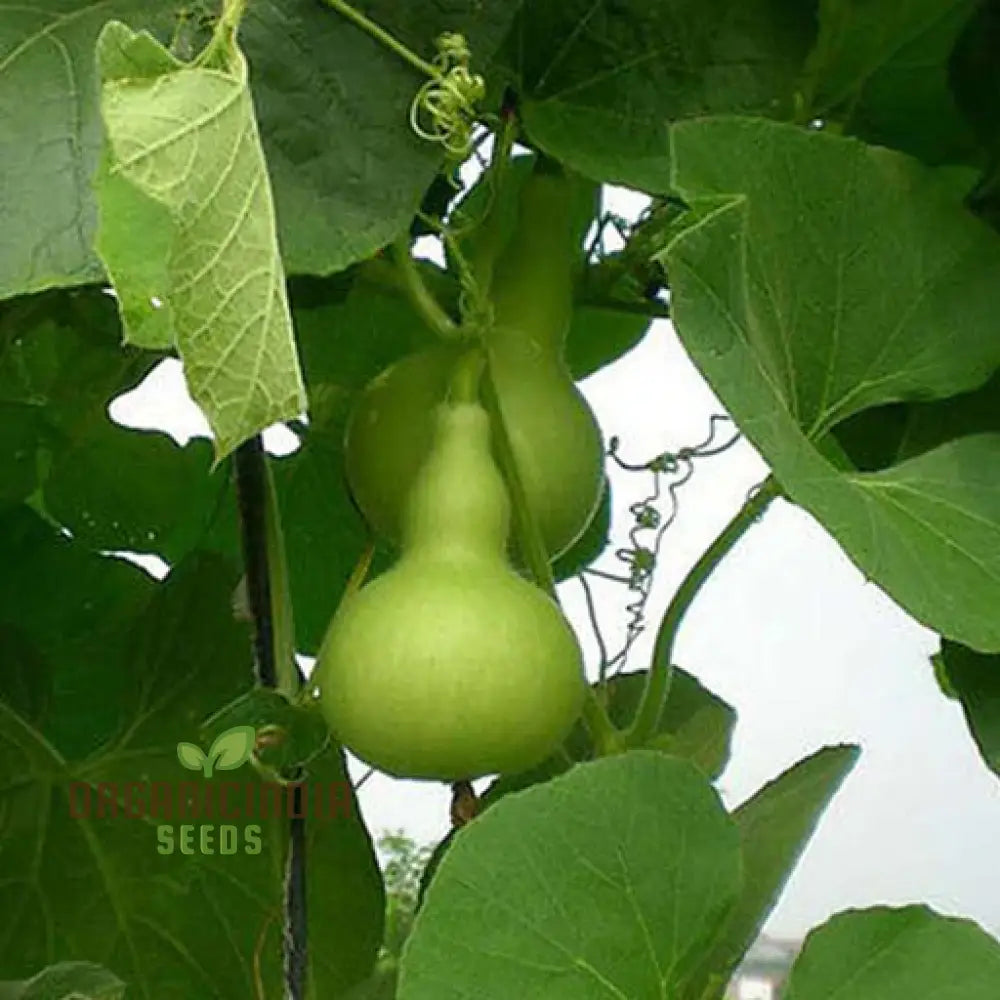 Bottle Gourd Desi Spinning Top Lattu Seeds for Planting, Rare Gourd Variety