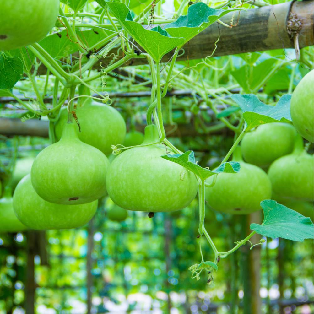 Mature Round Bottle Gourd Vine from Seeds, Vigorous Climbing Plant
