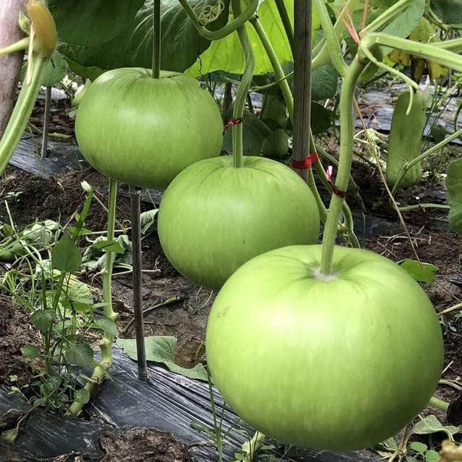 Round Bottle Gourd Seeds for Planting, High-Yield Climbing Vegetable Seeds