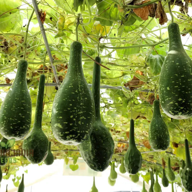 Bottle Gourd Speckled Long Green White Seeds - Planting Guide Included Rare Varietal For Your Garden