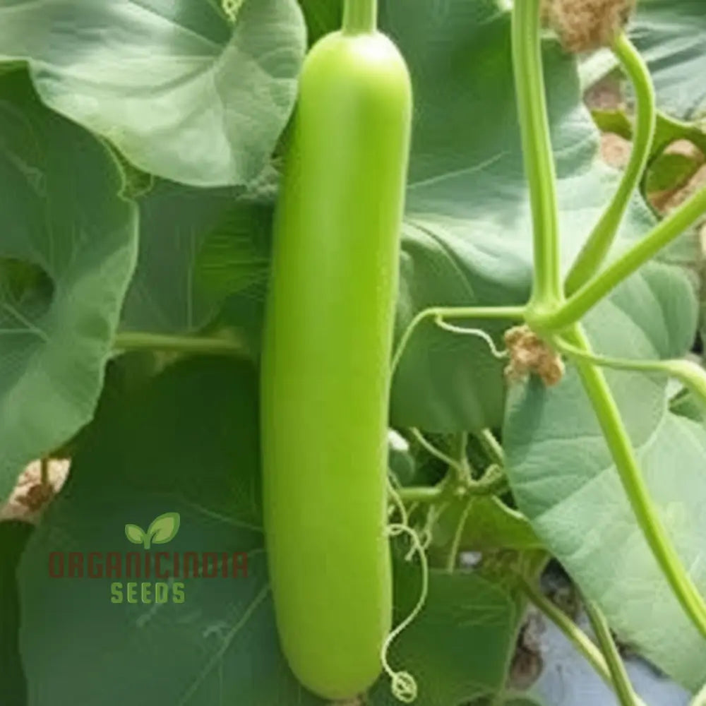 Climbing Green Bottle Gourd Vine from Seeds, High-Yield Garden Vegetable