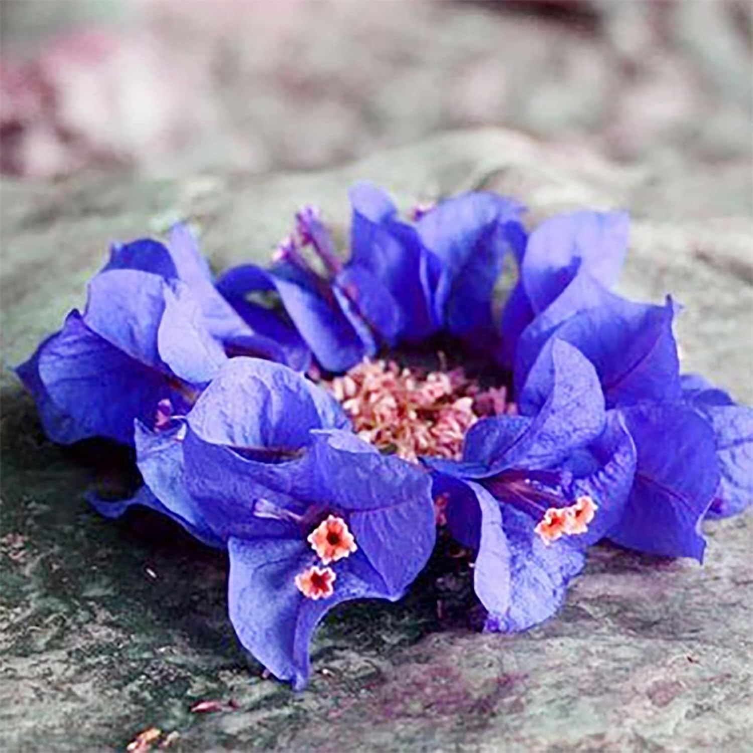 Spectabilis Bougainvillea with vibrant blue bracts