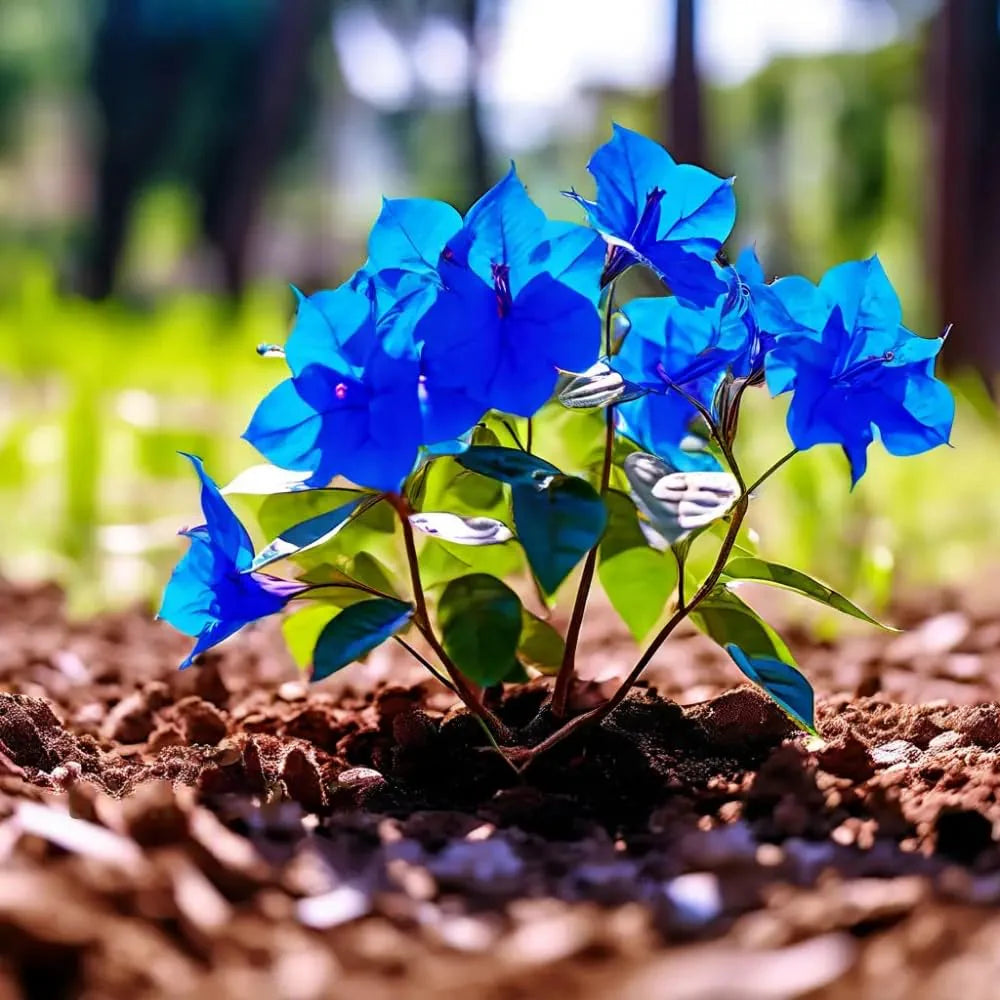 Bougainvillea Spectabilis seeds heirloom variety for planting