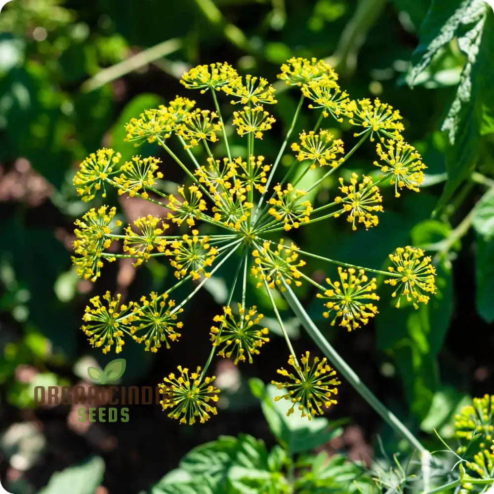 Fresh Green Bouquet Dill Leaves Growing in Outdoor Garden
