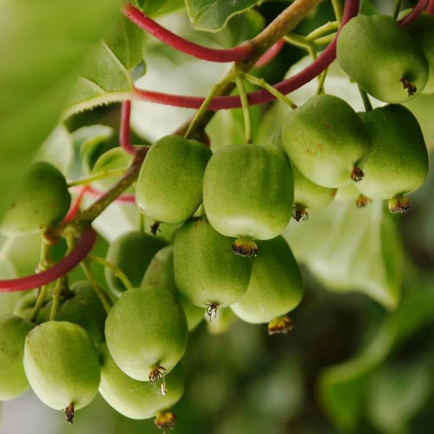 Bower Kiwi Vine with Mini Kiwis – Actinidia arguta Grown from Seeds