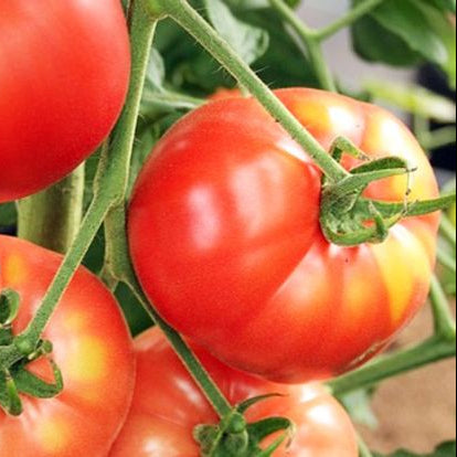 Brandywine Tomato Plant from Heirloom Non-GMO Seeds
