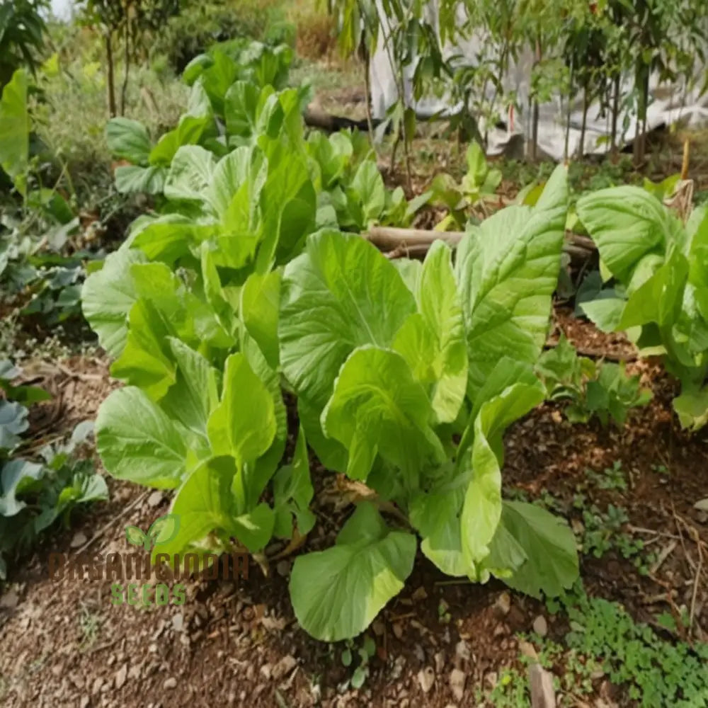 Brassica Juncea Plants Growing in Garden Bed from Seeds