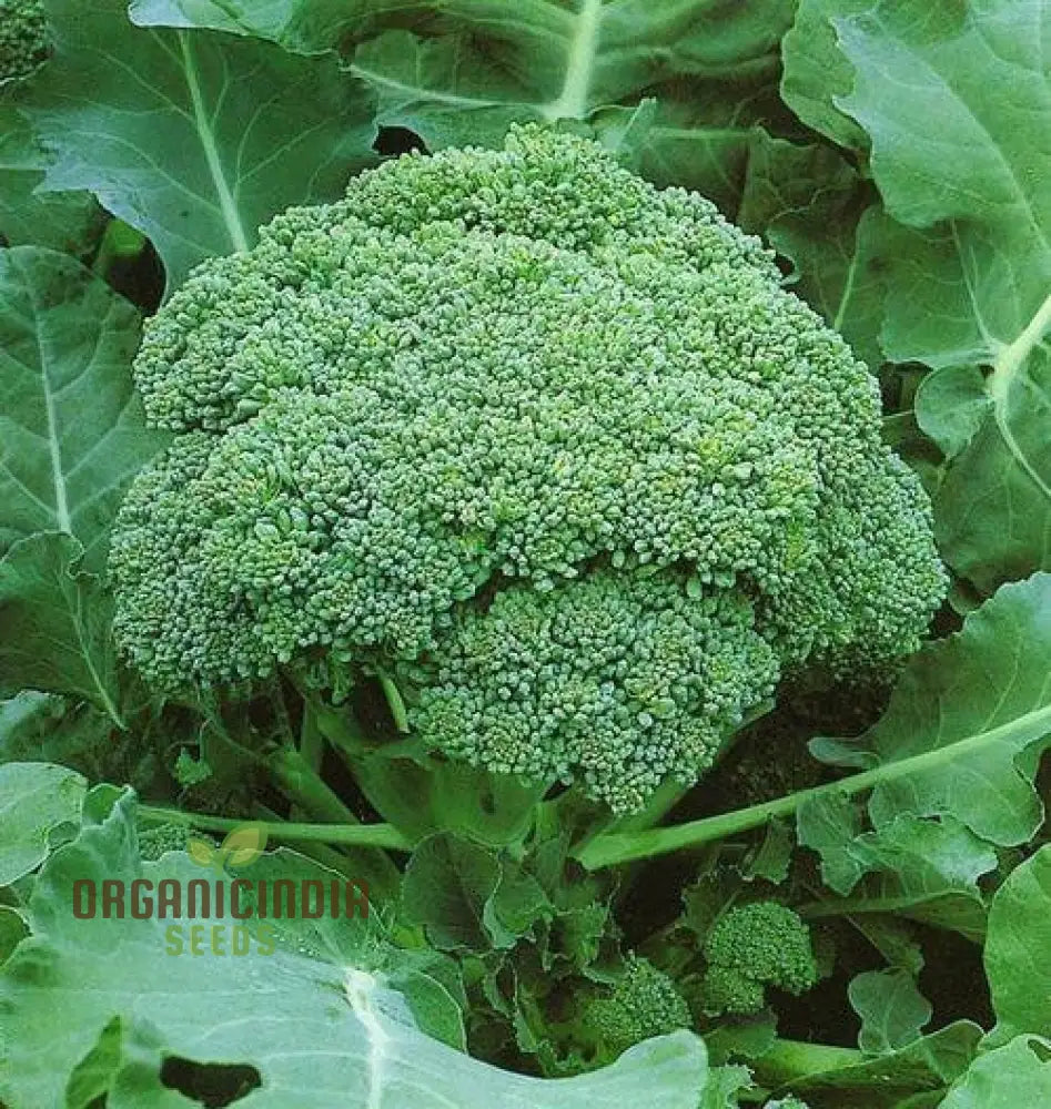 Brassica Oleracea Seeds for Home Garden Planting
