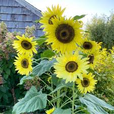 Lemon Sunflower Seeds Ideal for Cut Flower Bouquets