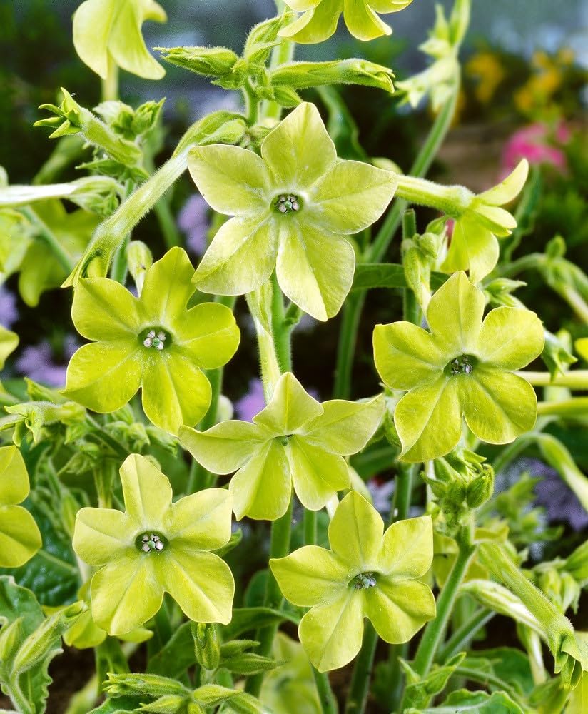 Bright Lime Nicotiana Seeds for Decorative Flower Planting