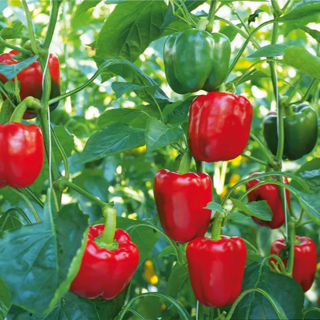 Mature Bright Red Paprika Plant from Seeds, High-Yield Vegetable Plant