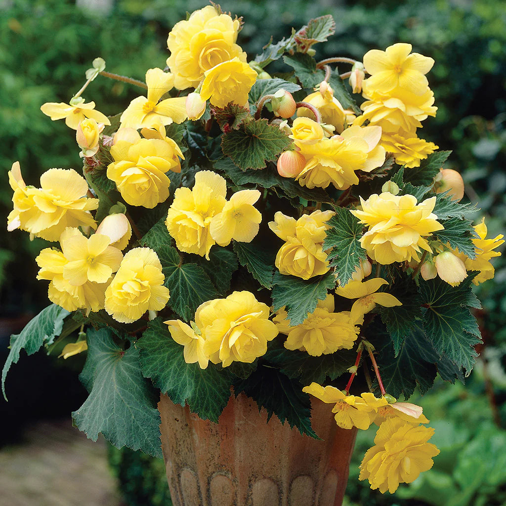 Bright Yellow Begonia Garden Seeds for Colorful Outdoor Planting