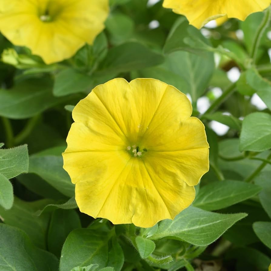 Bright yellow petunia flower seeds