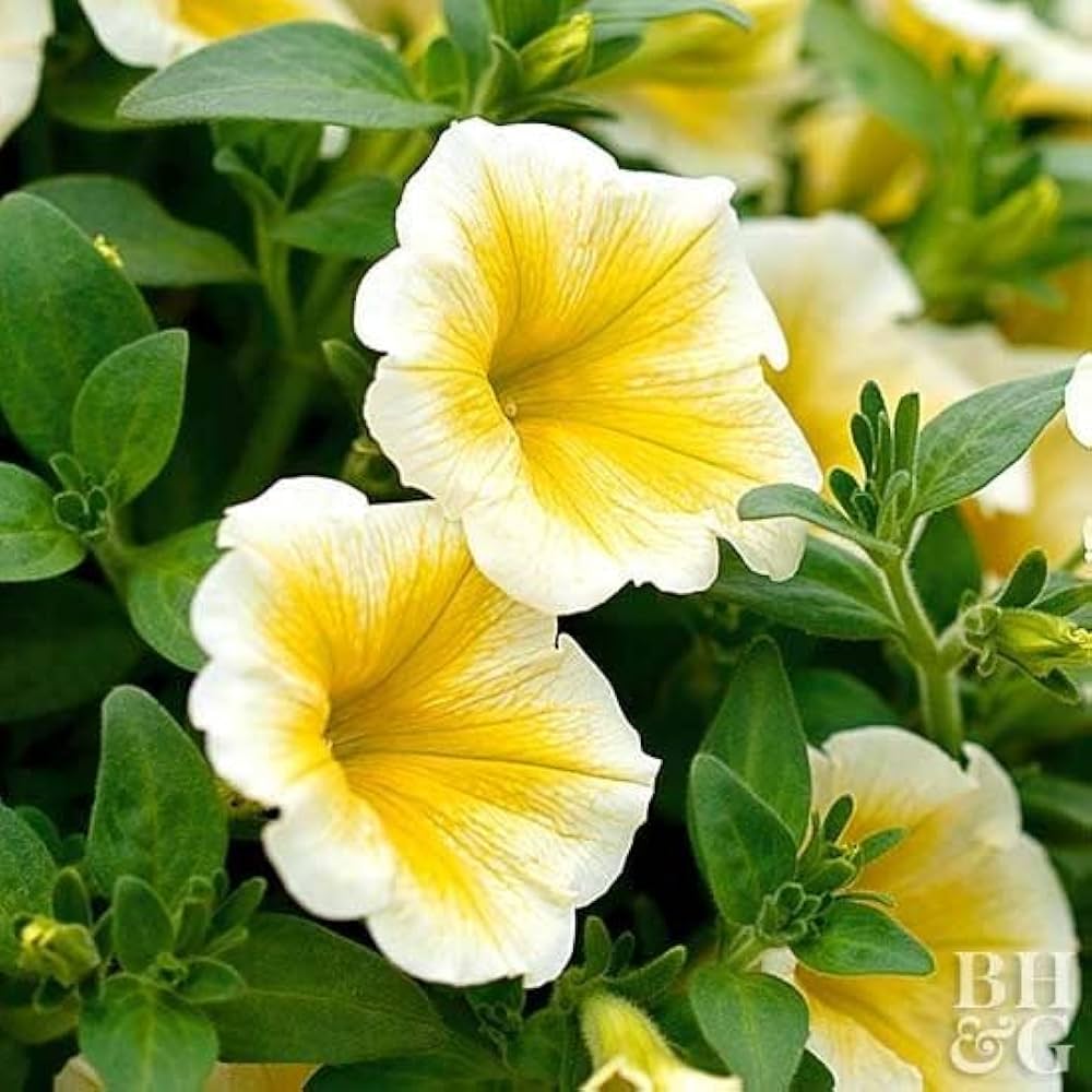 Light Yellow Petunia Seeds for Landscape and Border Planting