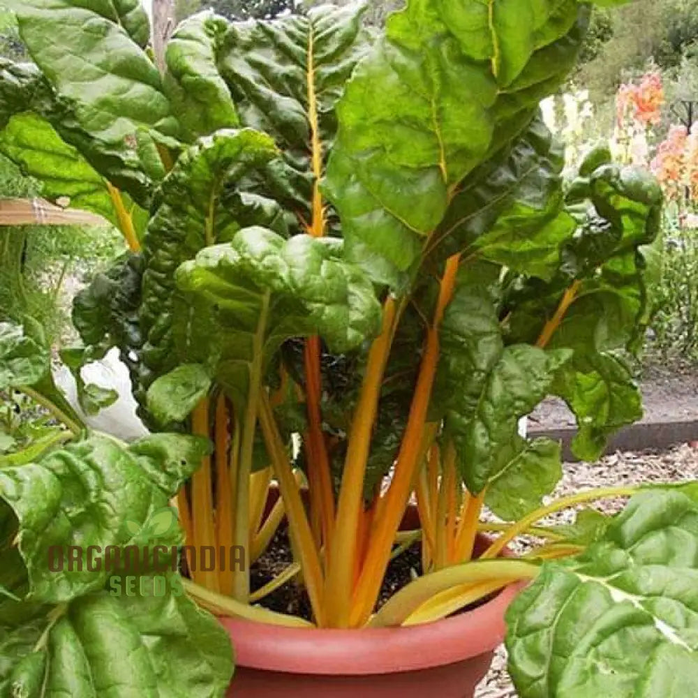 Mature Bright Yellow Swiss Chard Plant from Seeds, Vibrant Leafy Vegetable
