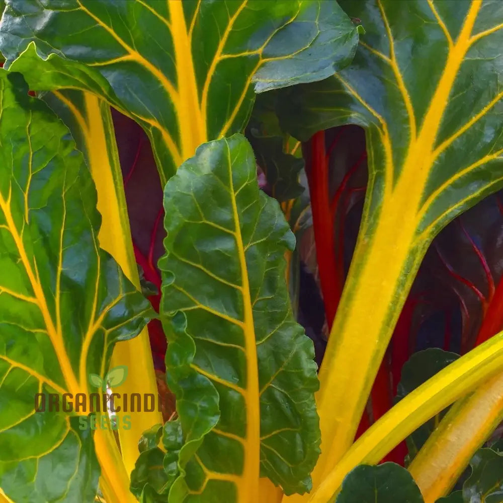 Close-Up of Bright Yellow Swiss Chard Leaves, Colorful Homegrown Greens