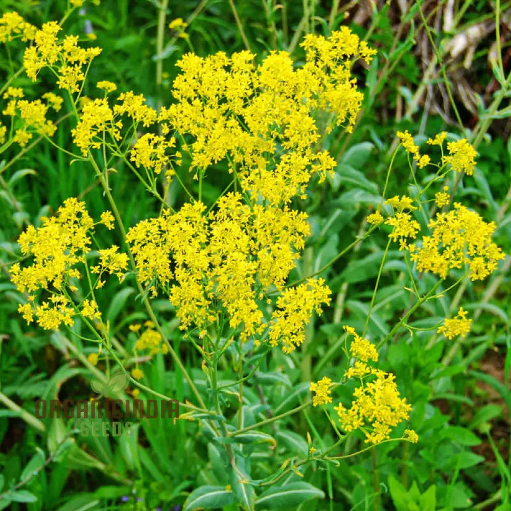 Bright Yellow Woad Garden Seeds for Seasonal Blooms