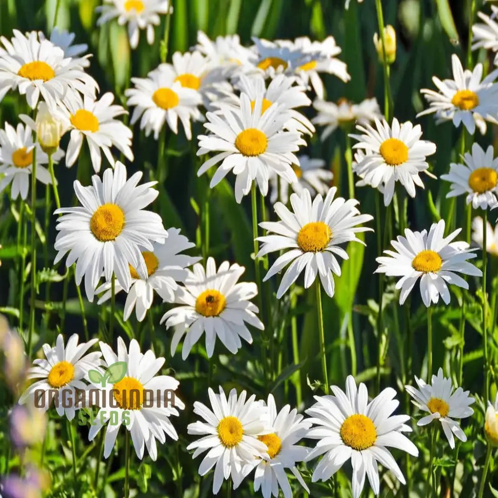 Brighten Your Garden White Leucanthemum Flower Seeds - Cheerful Blooms Await Perennials