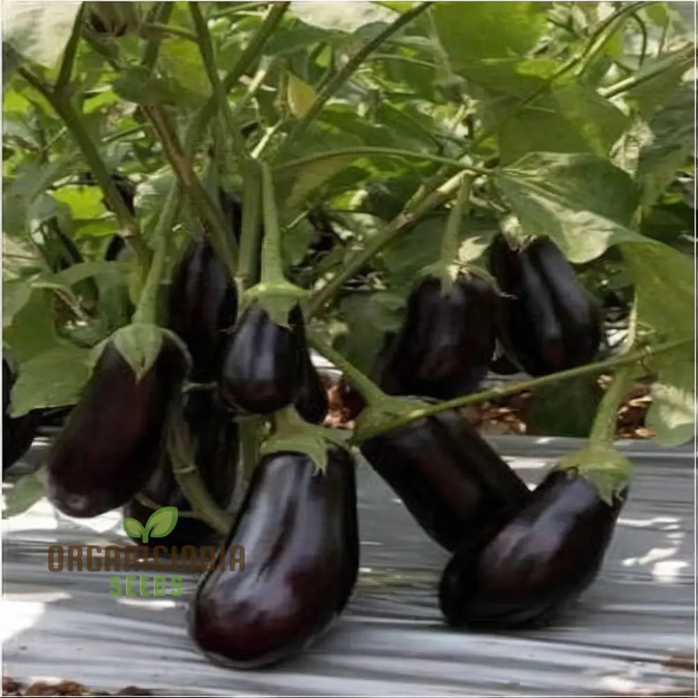 Fresh F1 Crypton Kranti Eggplants on Plant, Tender and Flavorful