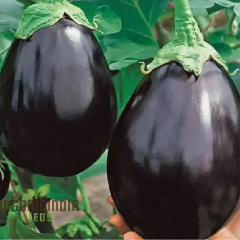 Mature F1 Crypton Kranti Brinjal Plant from Seeds, Vigorous and Productive