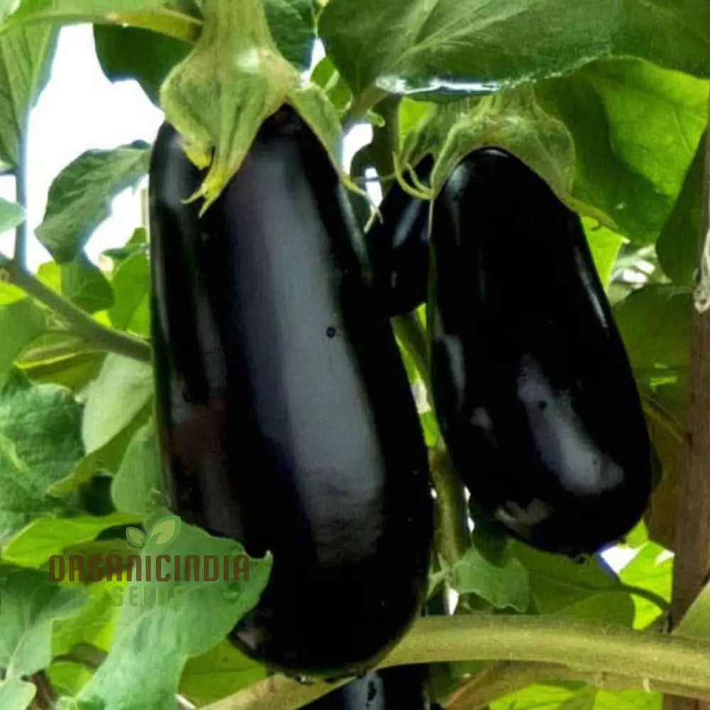F1 Crypton Kranti Brinjal Seeds Packet, High-Yield Non-GMO Vegetable Seeds
