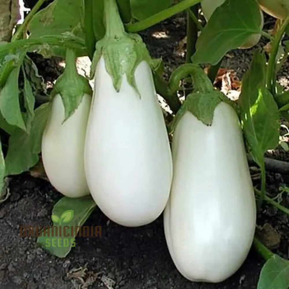 Fresh White Brinjal F1 Fruits Growing on Plant, Tender and Flavorful