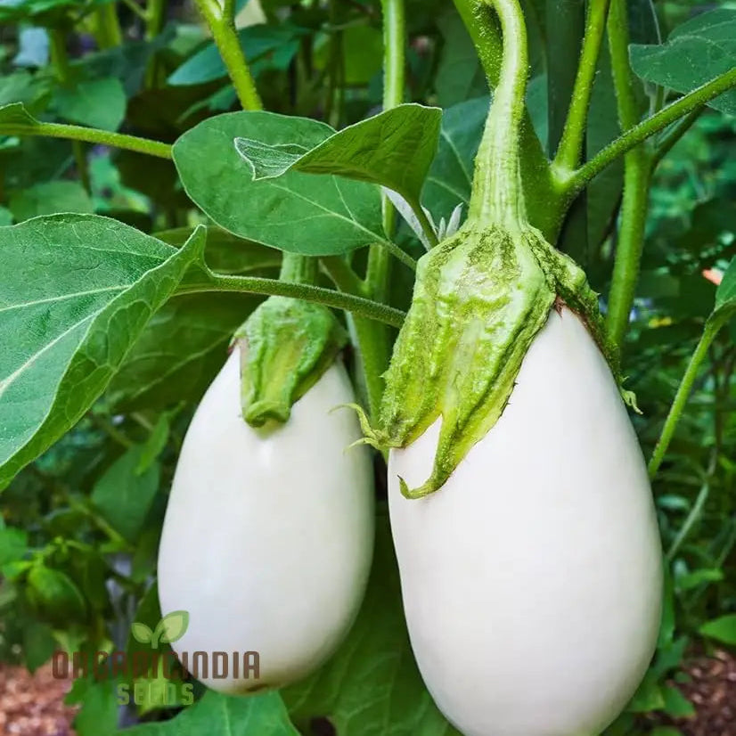 Mature White Brinjal F1 Plant from Seeds, Upright Vigorous Growth