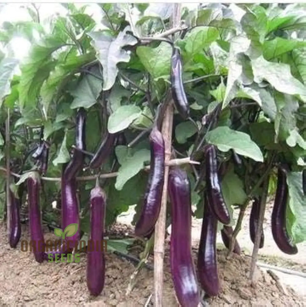 Brinjal Purple Long Seedling Growing from Eggplant Seeds